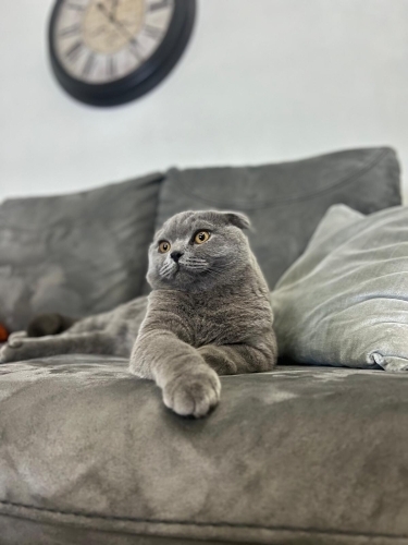 Paşa Ömürlük Yuvasını Arıyor🐾 fotoğraf