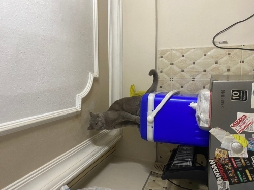 Ücretsiz Sahiplendirme British Shorthair fotoğraf