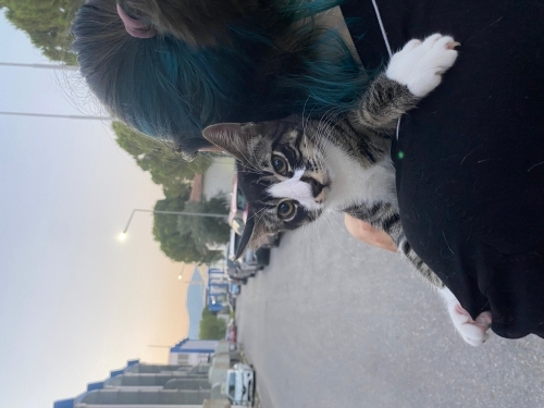 Mecnun’a Kalici Yuva Ariyoruz fotoğraf