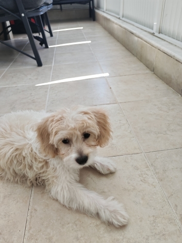 Maltipoo 3 aylık yavru fotoğraf