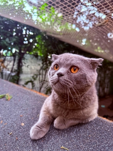 KÜL ömürlük yuvasını arıyor fotoğraf
