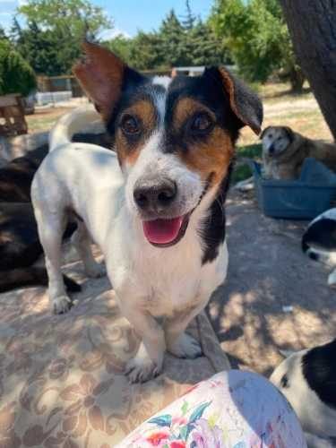 sakin Jack Russell melezi, kısır, 2 kardeş, dişi (3 bacaklı) ve erkek fotoğraf