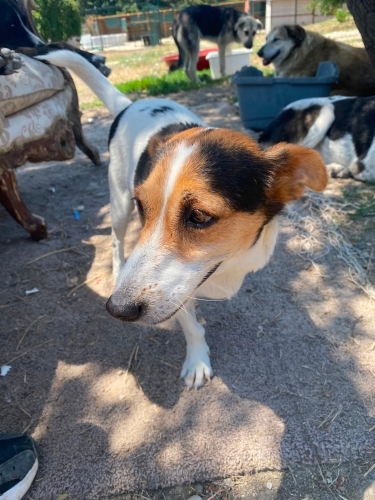 sakin Jack Russell melezi, kısır, 2 kardeş, dişi (3 bacaklı) ve erkek fotoğraf