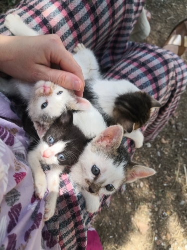 7 tane yavru kedi sokağa terk edilmiş fotoğraf