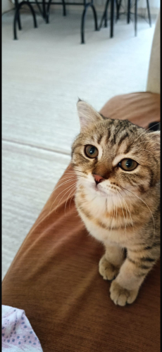 Sahiplendiriyorumm fotoğraf