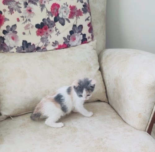 Süslü’ye ücretsiz yuva fotoğraf
