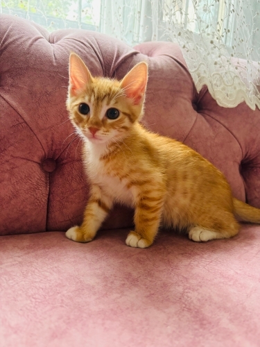 Beyaz patişli oğlum yuva arıyor🐾🥹 fotoğraf