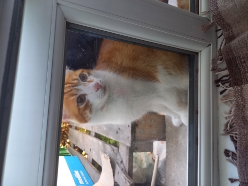 2 kere terkedilen havuca kapıcı yuva arıyoruz fotoğraf