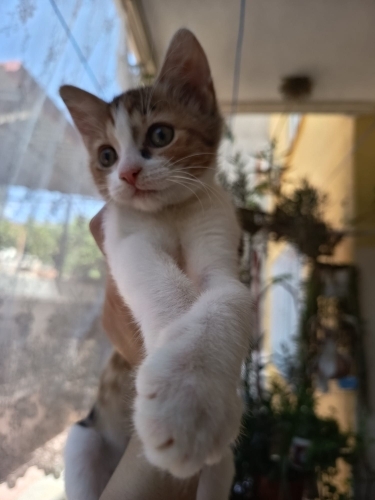 SEVGİ DOLU YAVRUYA ÖMÜRLÜK YUVA ARIYORUM fotoğraf