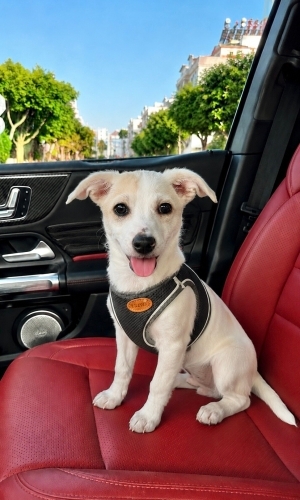 4 AYLIK JACK RUSSEL KIZ BARINAKTAN KURTARILDI 2 AYDIR GEÇİCİ YUVADA ZAMANI DOLDU fotoğraf