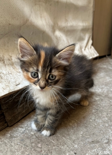 Yavru kedi, kardeşleri ve annesine yuva aranıyor fotoğraf