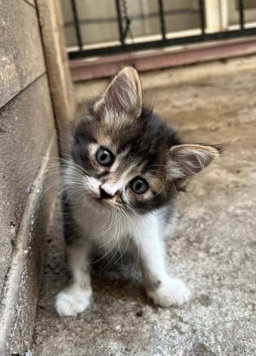 Yavru kedi, kardeşleri ve annesine yuva aranıyor fotoğraf