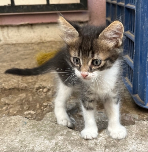 Yavru kedi, kardeşleri ve annesine yuva aranıyor fotoğraf