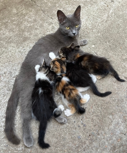 Anne kedi ve yavrularına yuva aranıyor fotoğraf