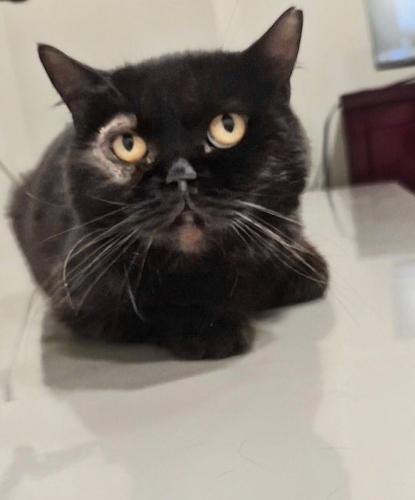 Sokağa terk edilmiş British Shorthair oğlan fotoğraf