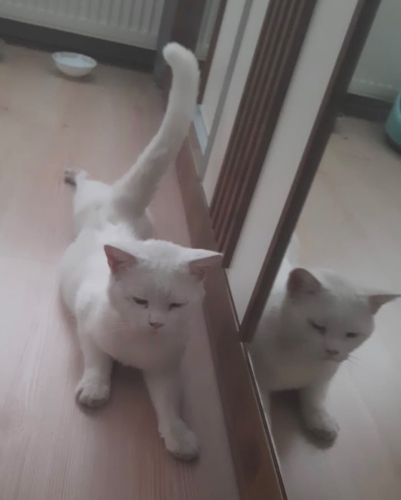 Sokağa bırakılmış kedi fotoğraf