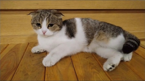 AÇIKLAMAYI OKUYUNUZ LÜTFEN fotoğraf