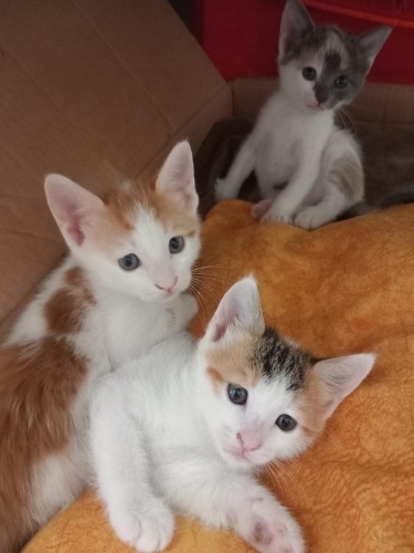 3 KARDEŞ YUVALARINI ARIYOR fotoğraf