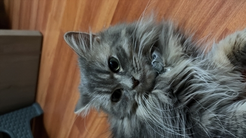 Dünya tatlısı bir ufaklık fotoğraf