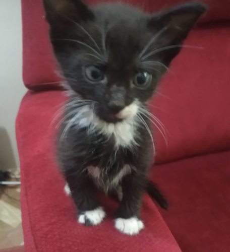 Minik kizimiza yuva fotoğraf