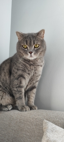 Çakılımız Ailemizin Prensi fotoğraf