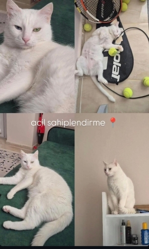 Oyuncu yalancı duygu sömürücü fotoğraf