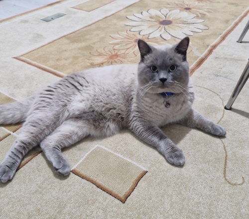 British Shorthair-Blue Point fotoğraf