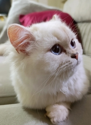 Chinchilla Kızımıza Acil Yuva Arıyoruz fotoğraf