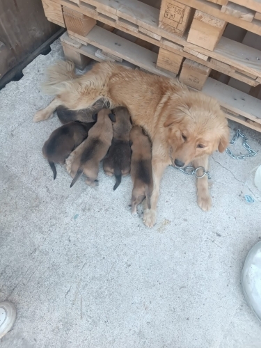 Bebeklere yuva tehlikedeler fotoğraf