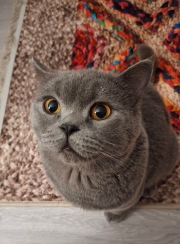"Yakışıklı Oscar" kısır ve çok uslu fotoğraf