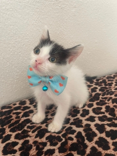 Tofu’ya ömürlük yuva fotoğraf