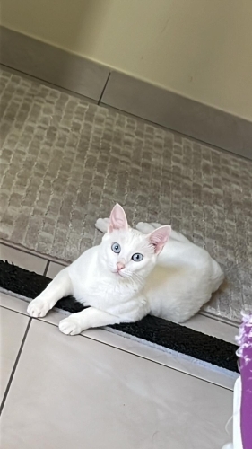 Sevimli dostuma güvenilir yuva arıyorum fotoğraf