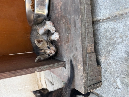 3 haftalık minnacık annesi olmayan bi yavru fotoğraf