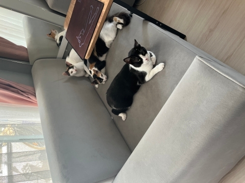 Anne kedi ve kızları fotoğraf