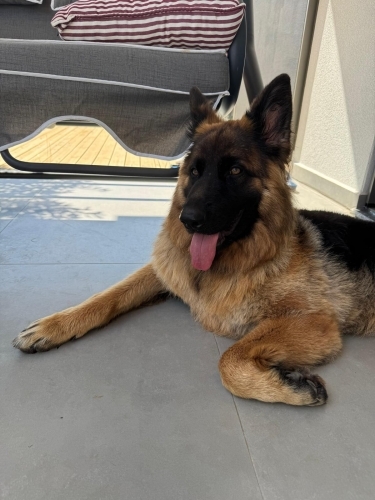 Arya - Eğitimli Dişi Alman Çoban Köpeği | Doğru Yuva Aranıyor fotoğraf