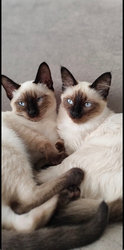 İsmi gibi Prensestir. fotoğraf
