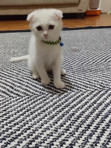 Uysal tontis akilli bi kedi fotoğraf