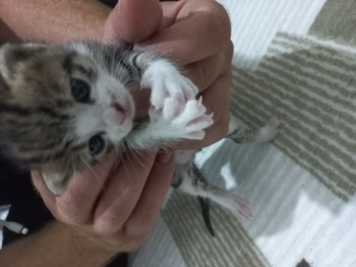 Minik sokakta bulundu çok tatlı ama evimde kedi olduğu için bu kadar baka bildim fotoğraf