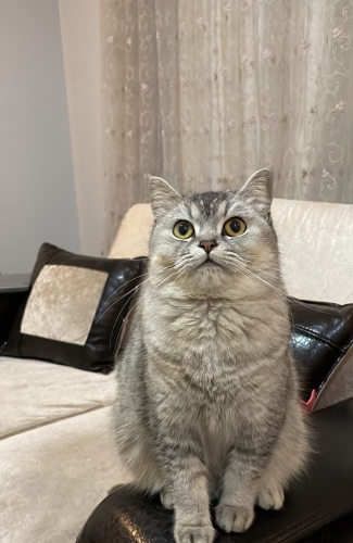 Ela gözlü prenses fotoğraf