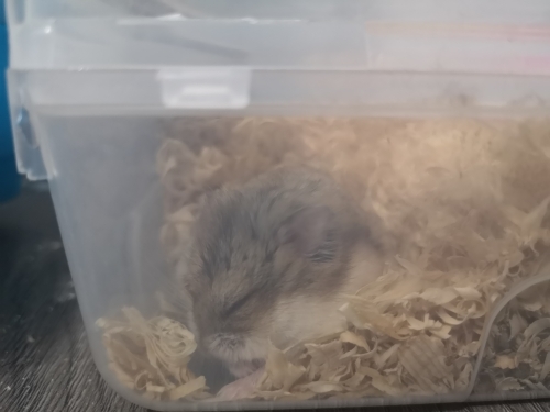 Cüce hamster imiza yuva ariyoruz fotoğraf
