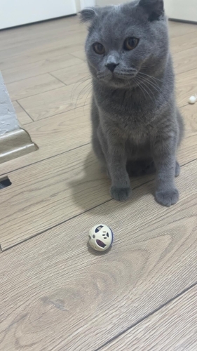 YAKLAŞIK 1 YAŞ CİVARI SCOTTISH FOLD fotoğraf
