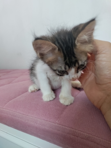 Tekir Yavru Kedi Sokaktan Bulundu fotoğraf