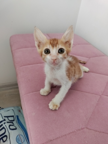 Sarman Yavru Kedi Sokaktan Bulundu fotoğraf