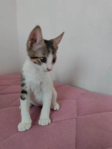 Tekir Yavru Kedi Sokaktan Bulundu fotoğraf