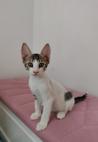 Tekir Yavru Kedi Sokaktan Bulundu fotoğraf