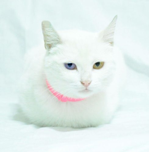 0532 202 91 32 CASPER/VAN KEDİSİ KISIR OĞLUM YUVA ARIYOR fotoğraf