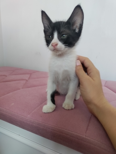 Smokin Yavru Kedi Sokaktan Bulundu fotoğraf