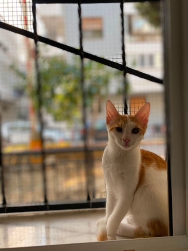Gözündeki Engeli Yaşam Sevgisine Engel Olmayan Bu Çocuk Yuva Arıyor fotoğraf