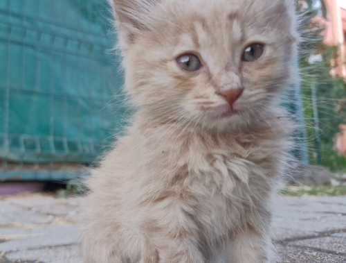 ACİL YUVA 🐾 Sokakta yaşıyor acil sevgi dolu yuva arıyor fotoğraf
