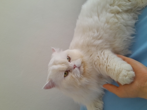 Uysal tatlı kedi fotoğraf